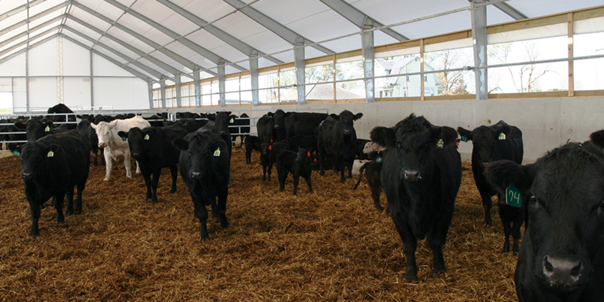 fabric buildings for cattle feed bunks